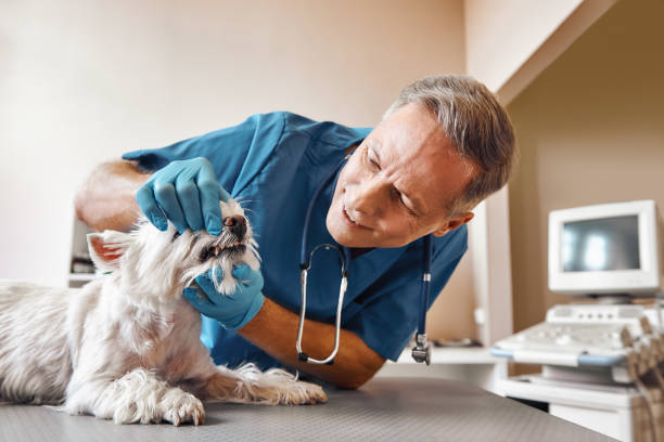 Best Emergency Dental Care for Broken or Chipped Teeth in Four Square Mile, CO